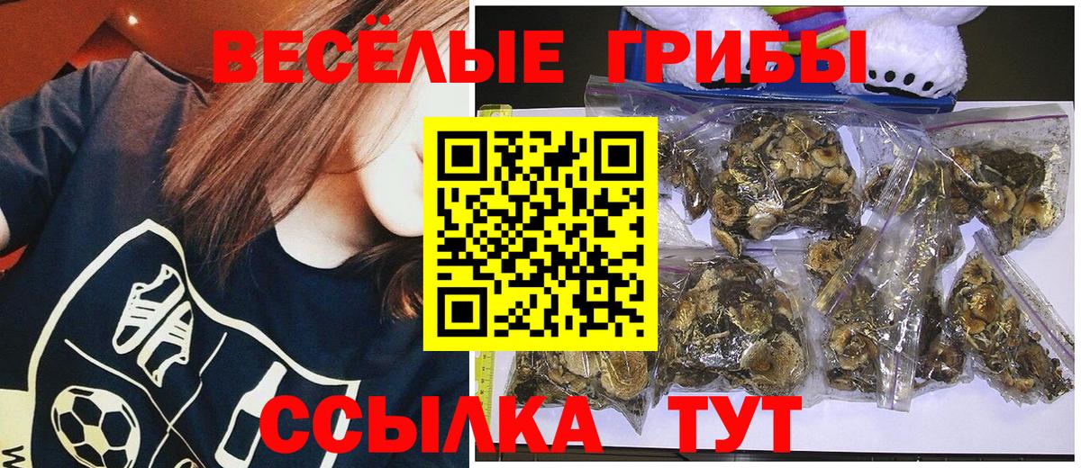 Псилоцибиновые грибы Psilocybe  Вход с VPN  Зерноград  Псилоцибиновые грибы GOLDEN TEACHER 